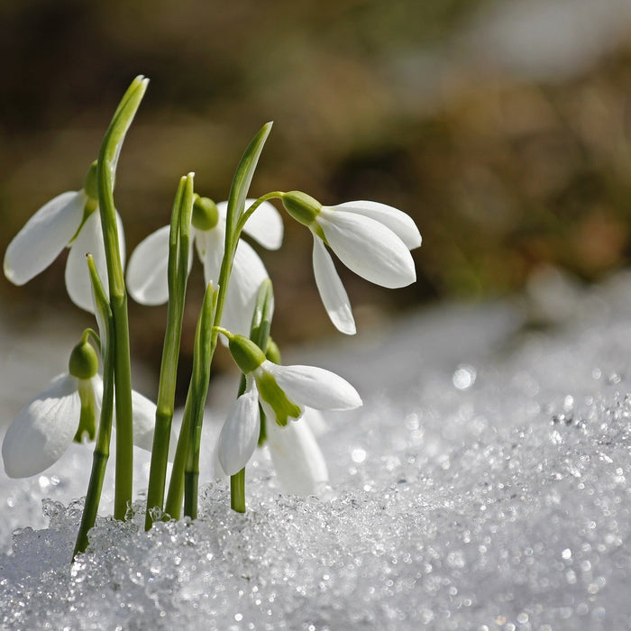 A snowdrop in the snow