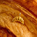 Joma Jewellery A Little Vibes 'Babes Who Brunch' Bracelet - Jewellery - Joma Jewellery - Bumbletree