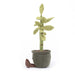 Jellycat Amuseable Potted Bamboo - Plush - Jellycat - Bumbletree