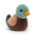Jellycat Birdling Mallard - Plush - Jellycat - Bumbletree